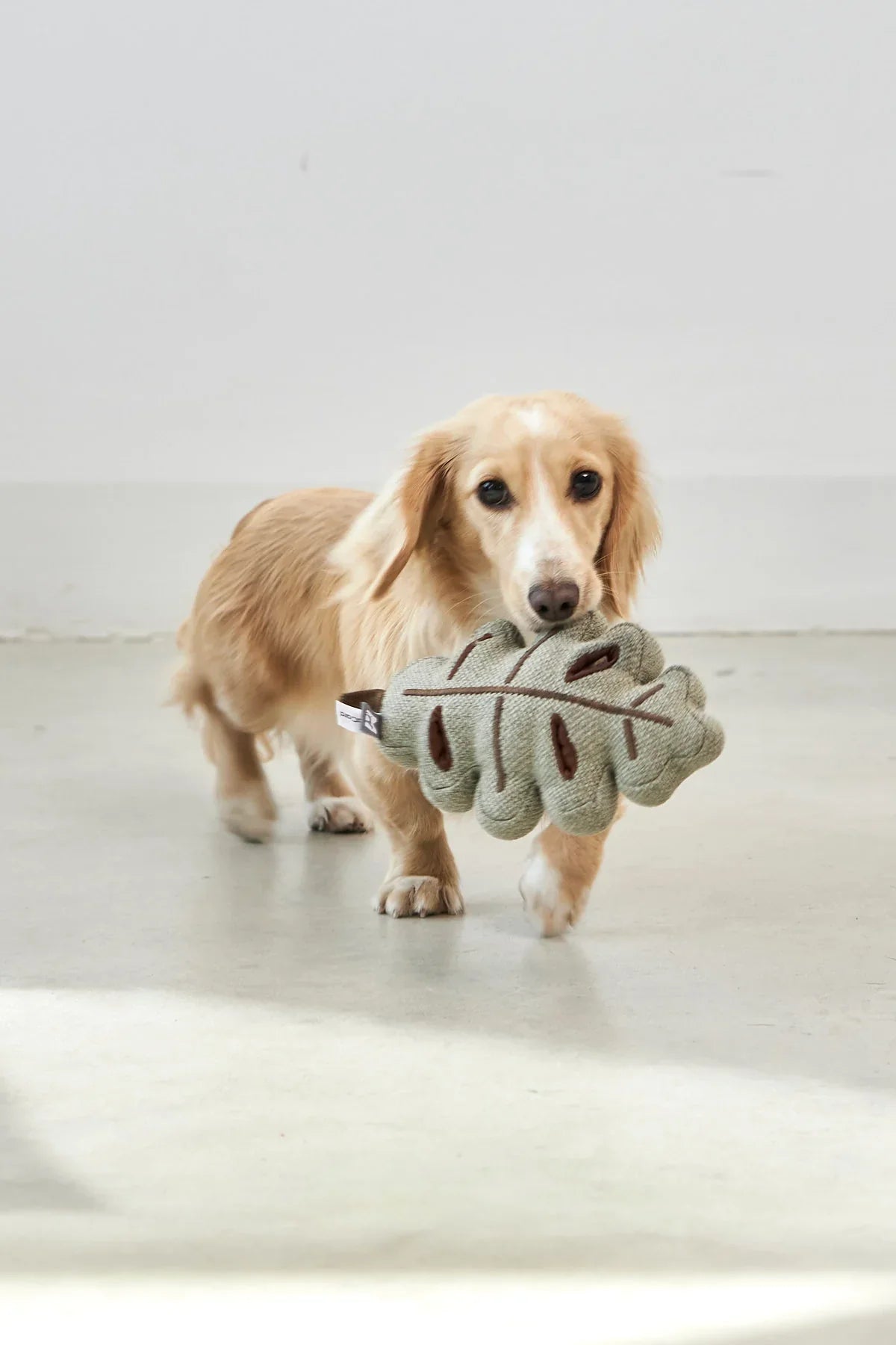 Leckerlispielzeug Pilz