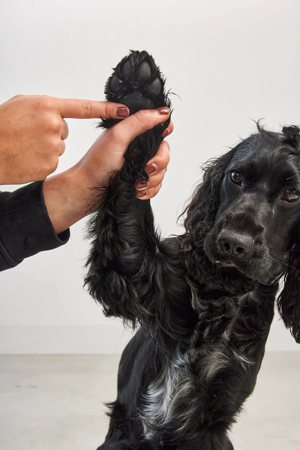 Zampa Pfoten- und Nasenbalsam